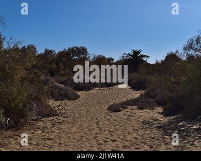 Landschaft mit geschützter Vegetation einschließlich Büschen und Pflamebäume im Naturschutzgebiet Dunas de Maspalomas im Süden von Gran Canaria, Spanien. Stockfoto