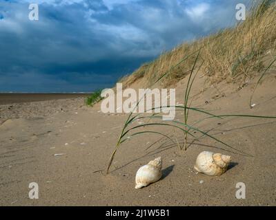 Gewöhnliche Schneckenschnecken (Buccinum undatum) am Titchwell Beach, Norfolk, Großbritannien. Oktober 2018. Stockfoto