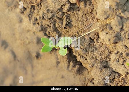 Makrofoto einer kleinen grünen Bockshornklee-Pflanze tauchte aus der Erde auf und tropft Tau-Wasser lagen auf der Pflanze. Stockfoto