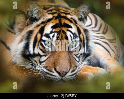 Sumatratiger (Panthera tigris sondaica). Unverlierbar, mit digital hinzugefügtem Blattmuster. Stockfoto