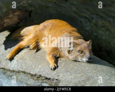 Gelbe Mungo (Cynictis penicillata) beim Sonnenbaden. Captive. Stockfoto