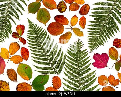 Brambleeblätter (Rubus fruticosus) und Brackwedel wechseln im Herbst ihre Farbe. Stockfoto