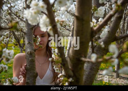 Porträt einer jungen Frau in einem Kirschgarten Blick durch Zweige von Baum, Romantik Frühlingsbild. Stockfoto