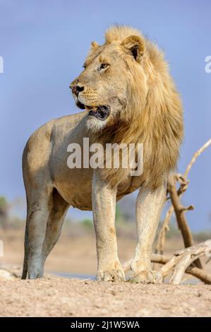 Erwachsener männlicher Löwe (Panthera leo), der am Ufer des Luangwa River, South Lunangwa NP, steht. Sambia. Stockfoto