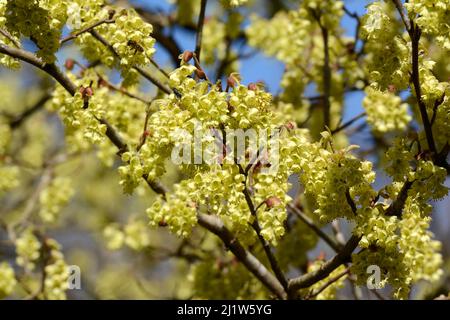 Corylpsis glabrescens duftender Winter Haselgelb süß duftende glockenförmige Blüten im Frühling Stockfoto