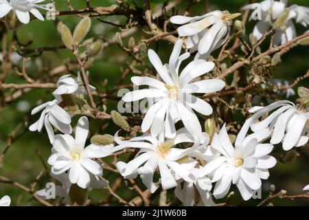 Halbdoppelte weiße Blüten von Magnolia Wadas Memory Willow Leaved Magnolia Magnolia x kewensis Stockfoto