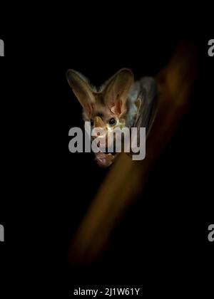 Porträt einer Geisterfledermaus (Macroderma gigas) mit dunklem Hintergrund, gefangen, Adelaide Zoo, Australien. Stockfoto