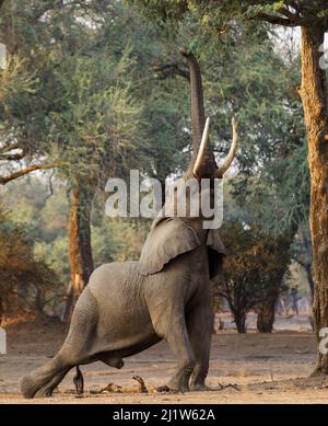 Afrikanischer Elefant (Loxodonta africana), der nach Laub greift. Mana Pools National Park, Simbabwe. Stockfoto