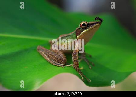Kupferwulstiger Frosch (Chalcorana labialis) aus dem Auenwald auf dem Cross-Island Trail, Tioman Island, Malaysia.