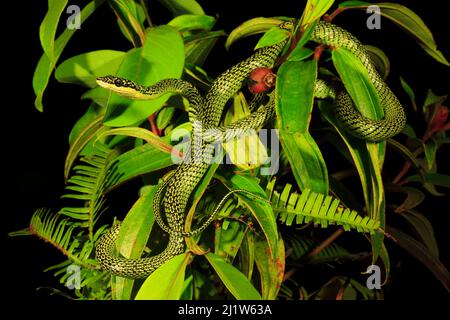 Golden Tree Snake (Chrysopelea ornata) männlich, Patong Beach, Phuket Island, Thailand. Kontrollierte Bedingungen Stockfoto