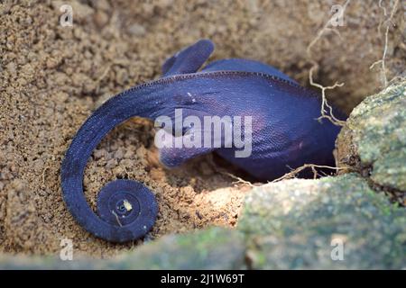 Panther Chamäleon (Furcifer pardalis) Weibchen, die sich zu Boden graben, um Eier zu legen, Marojejy-Nationalpark, Madagaskar. Stockfoto