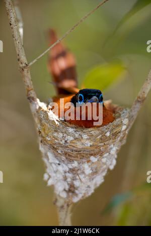 Malagasisches Paradies Fliegenfänger (Terpsiphone mutata) Kirindy Forest Privates Reservat, Madagaskar. Stockfoto