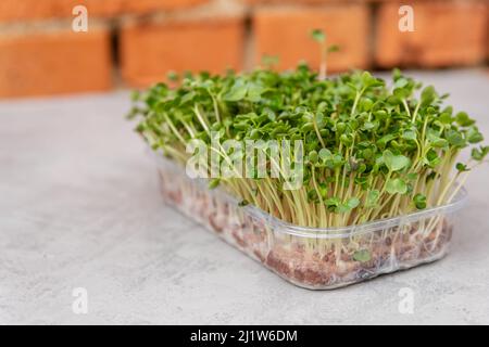 Garten mit Fensterbank. Ökologischer Landbau. Bio rohe grüne Lebensmittel. Stockfoto