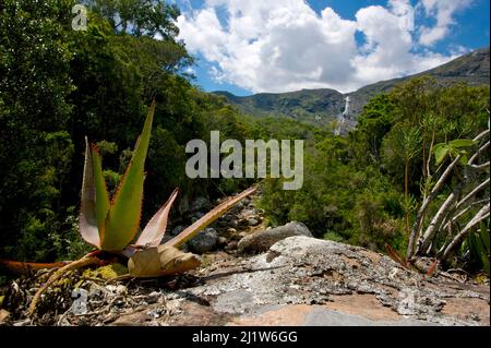 Aloe (Aloe capitata) wächst in der Wildnis, Madagaskar. Rund 150 Aloe-Arten kommen in Madagaskar vor. Stockfoto