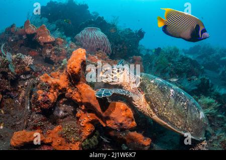 Falkenschildkröte (Erethmochelys imbricata), die sich am tropischen Riff, Tulamben, Nordküste, Bali, Indonesien ernährt. Kleinere Sunda-Inseln. Stockfoto