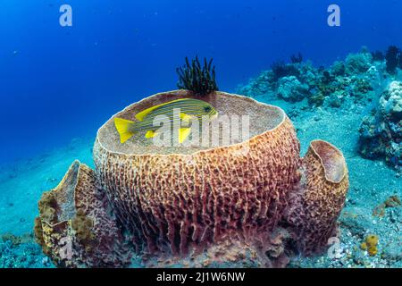 Ribbon sweetlips (Plectorhinchus polytaenia) am Giant Barrel Schwamm (Xestospongia muta) Tulamben, Nordküste, Bali, Indonesien. Kleinere Sunda-Inseln. Stockfoto