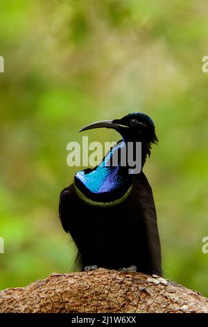 Prachtvoller Vogel (Ptiloris magnificus alberti), Männchen auf der Ausstellung Barsch, Piccaninny Plains Sanctuary, Cape York Peninsula, Queensland, Australien Stockfoto