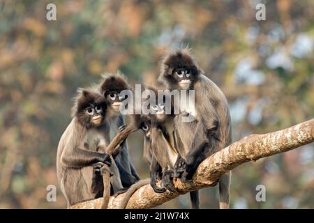 Phayre-Blattaffen (Trachypithecus phayrei) Gruppe auf Zweig, Tripura-Staat, Indien Stockfoto