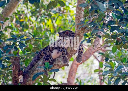 Wolkige Leoparde (Neofelis nebulosa), die im Baum ruht, Tripura-Staat, Indien. Captive. Stockfoto