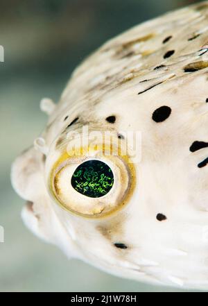 Burrfish (Chilomycterus schoepfi) aus der Nähe des Auges. Die Bahamas. Stockfoto