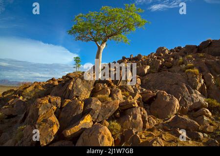 Fünflappiger Sternulia-Baum (Sterculia quinqueloba), der auf felsigen Hügeln wächst, Namibia Stockfoto