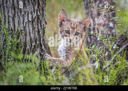 Porträt eines wilden Bobcat (Lynx rufus) Kätzchens in einem Baum, Texas, USA. September. Stockfoto