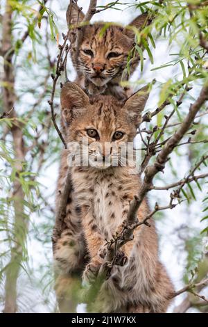 Porträt von zwei wilden Bobcat (Lynx rufus) Kätzchen in einem Baum, Texas, USA. September. Stockfoto