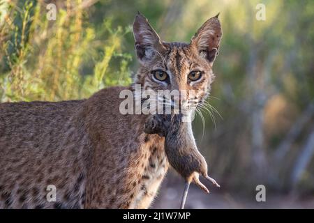 Porträt einer wilden erwachsenen Bobcat (Lynx rufus) mit Beute der Hispiden Baumwollratte (Sigmodon hispidus), Texas, USA. September. Stockfoto