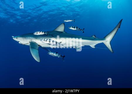 Blauer Hai (Prionace glauca) mit im Mund gefangenem Angelhaken und Pilotfisch (Naucrates ductor), Pico Island, Azoren, Portugal, Atlantik Stockfoto