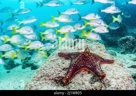 Panamic Cushion Sea Star (Pentaceraster cumingi) und eine Schule des Gelbschwanzgrunts (Anisotremus interruptus), Galapagos Island, Ecuador. Dezember. Stockfoto