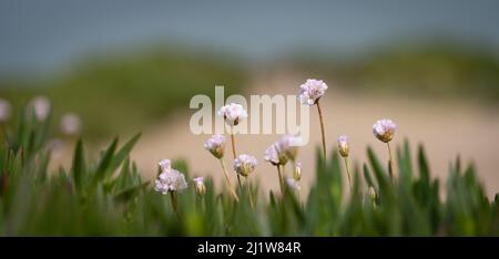 Kleine Blumen in Dünen an der Küste Stockfoto