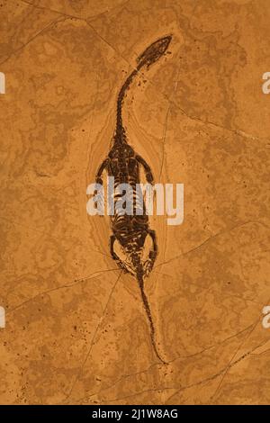 Fossile Reptilien (Keichousaurus hui) aus der Trias-Zeit. China. Familie Pachyplurosauridae. Stockfoto