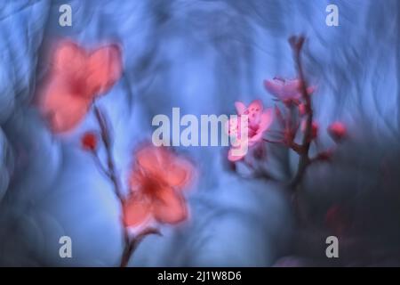 Nahaufnahme von zarten kleinen rosa Blüten blühender Sakura-Bäume, die am Frühlingstag im Park gegen den blauen Himmel wachsen Stockfoto