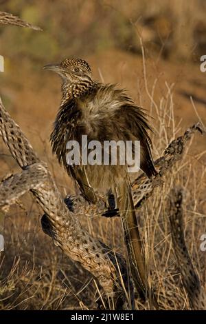 Greater Roadrunner (Geococcyx calofornianus), Sonnenbaden. Sich erwärmen, indem Federn errichtet werden, damit die Sonne direkt auf die schwarze Haut trifft. Arizona, Stockfoto