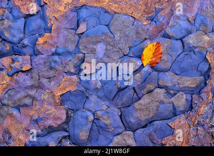 Draufsicht auf leuchtend gelbe Blätter, die am Herbsttag auf raue Oberfläche felsigen Bodens gefallen sind, als abstrakter Hintergrund Stockfoto