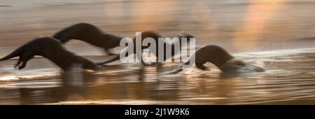 Riesige Otter (Pteronura brasiliensis), die an einer Sandbank entlang laufen. Cuiaba River, Pantanal, Brasilien. Stockfoto