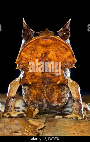 Porträt des Bornean Horned Frogs (Megophrys nasuta) unter Blattstreu im Waldboden. Nachts aufgenommen. Danum Valley, Sabah, Borneo. Stockfoto