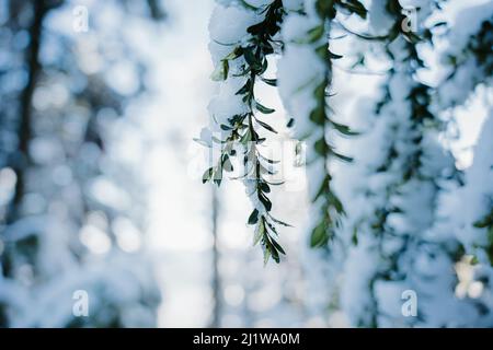 Weicher Fokus von Baumzweigen mit grünen Blättern, bedeckt mit weißem Schnee im Wald an kalten Wintertagen in der Natur Stockfoto