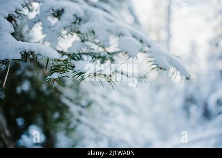 Weicher Fokus von Baumzweigen mit grünen Blättern, bedeckt mit weißem Schnee im Wald an kalten Wintertagen in der Natur Stockfoto