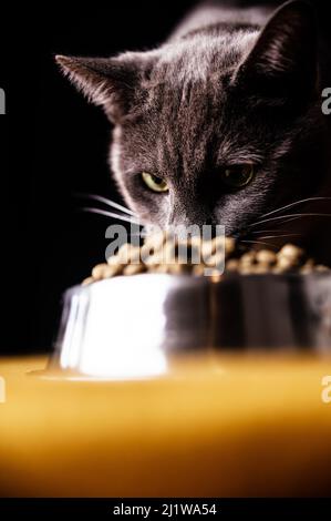 Entzückende reinrassige russische blaue Katze Essen aus Metall Schüssel auf dem Boden vor schwarzem Hintergrund platziert Stockfoto