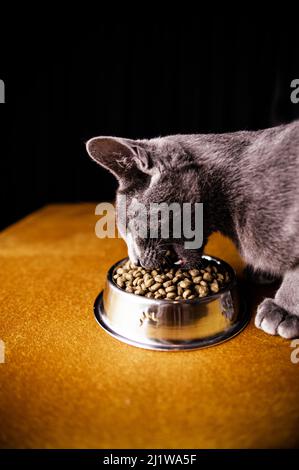 Seitenansicht der entzückenden reinrassigen russischen Blue Cat Essen aus Metall Schüssel auf dem Boden vor schwarzem Hintergrund platziert Stockfoto