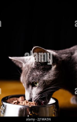 Seitenansicht der entzückenden reinrassigen russischen Blue Cat Essen aus Metall Schüssel auf dem Boden vor schwarzem Hintergrund platziert Stockfoto