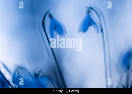 Schneeglöckchen (Galanthus nivalis) in der Dämmerung, Doppelbelichtung, Broxwater, Cornwall, Großbritannien. Februar 2017. Stockfoto