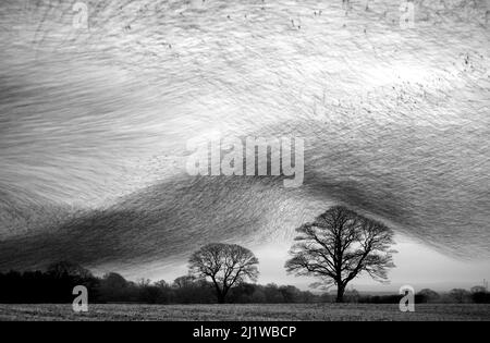 Sternschnupfen, Hunderttausende von Staren (Sturnus vulgaris) versammeln sich am Himmel in der Nähe ihres nächtlichen Schlafes. Gretna Green, Schottland, J Stockfoto