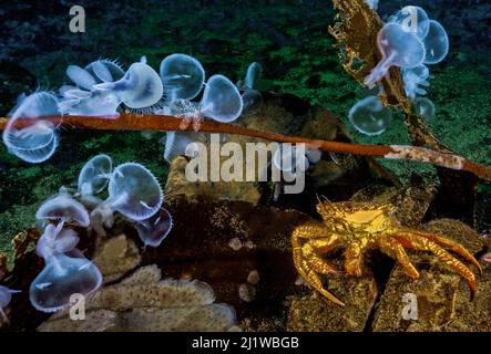 Helmkrabbe (Telmessus cheiragonus) und Nacktschnecken mit Kapuze (Melibe leonina), Nigei Island, Queen Charlotte Strait, British Columbia, Kanada. Oktober. Stockfoto