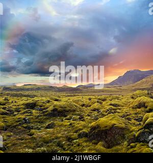 Surreale Landschaft aus Wollmoos in Island. Das Moos ist ein vorherrschender Teil der wilden Vegetation, die auf den jungen Lavafeldern im südlichen pa gedeiht Stockfoto