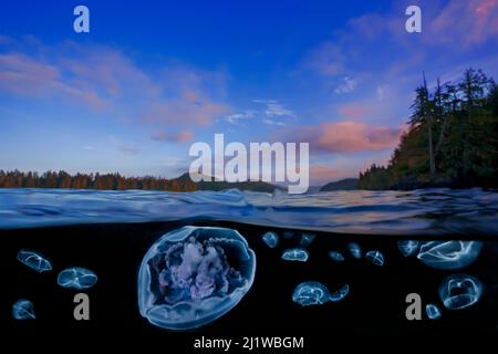 Mondgelee (Aurelia labiata) und Kreuzgelee (Mitrocoma cellularia) in geteilter Ansicht in Browning Pass, Queen Charlotte Strait, British Columbia. O Stockfoto