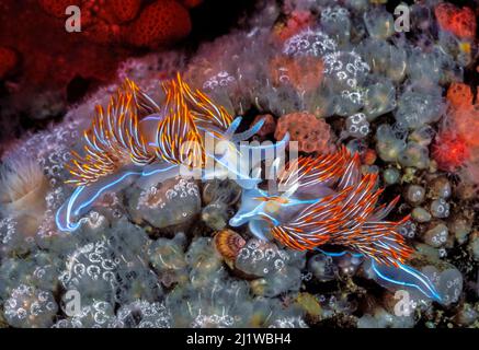 Opaleszierende Nacktschnecken (Hermissenda crassicornis) und Pilzverbindungen (Distaplia occidentalis). Browning Pass, Queen Charlotte Strait, Br Stockfoto