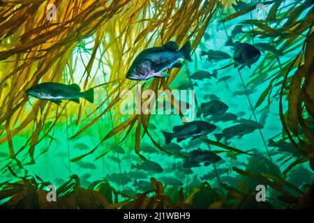 Schulen von Steinfischen (Sebastes spp.) mit Bullenkelp (Nereocystis luetkeana). Verschiedene Arten von Steinfischen schwimmen oft in gemischten Schulen zusammen, wie h Stockfoto