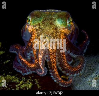 Stubby Squid (Rossia pacifica) Nigei Island, Queen Charlotte Strait, British Columbia, Kanada. Stockfoto